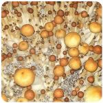 Псилоцибиновые (галлюциногенные)  грибы Psilocybin "Golden Teacher" в Болгаре