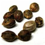 Семена марихуаны АК-47  (Seeds AK-47) в Болгаре